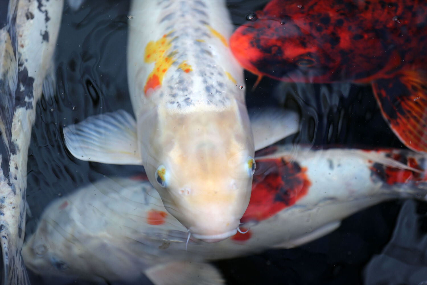 Koi pond